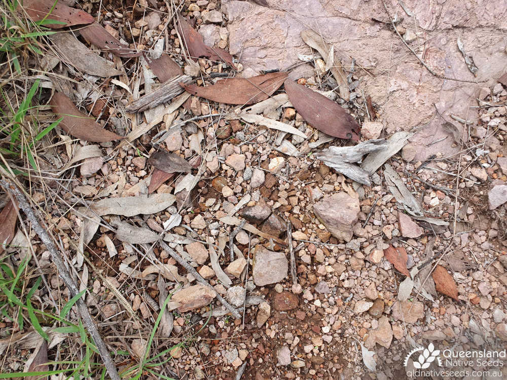 Acacia grandifolia | Edaphic site examples (decomposing rhyolite, Aranbanga Volcanic Group)  | Queensland Native Seeds