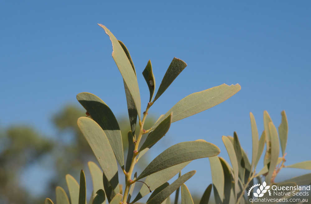 Acacia hemignosta | phyllode | Queensland Native Seeds