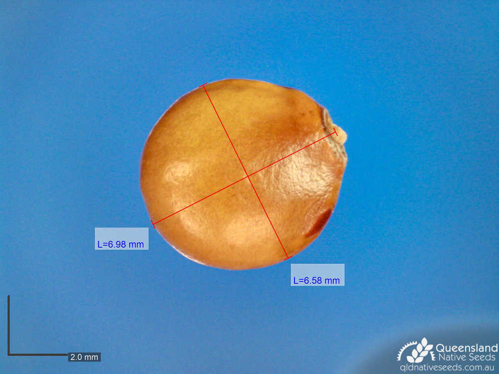 Hovea longipes | microscope | Queensland Native Seeds