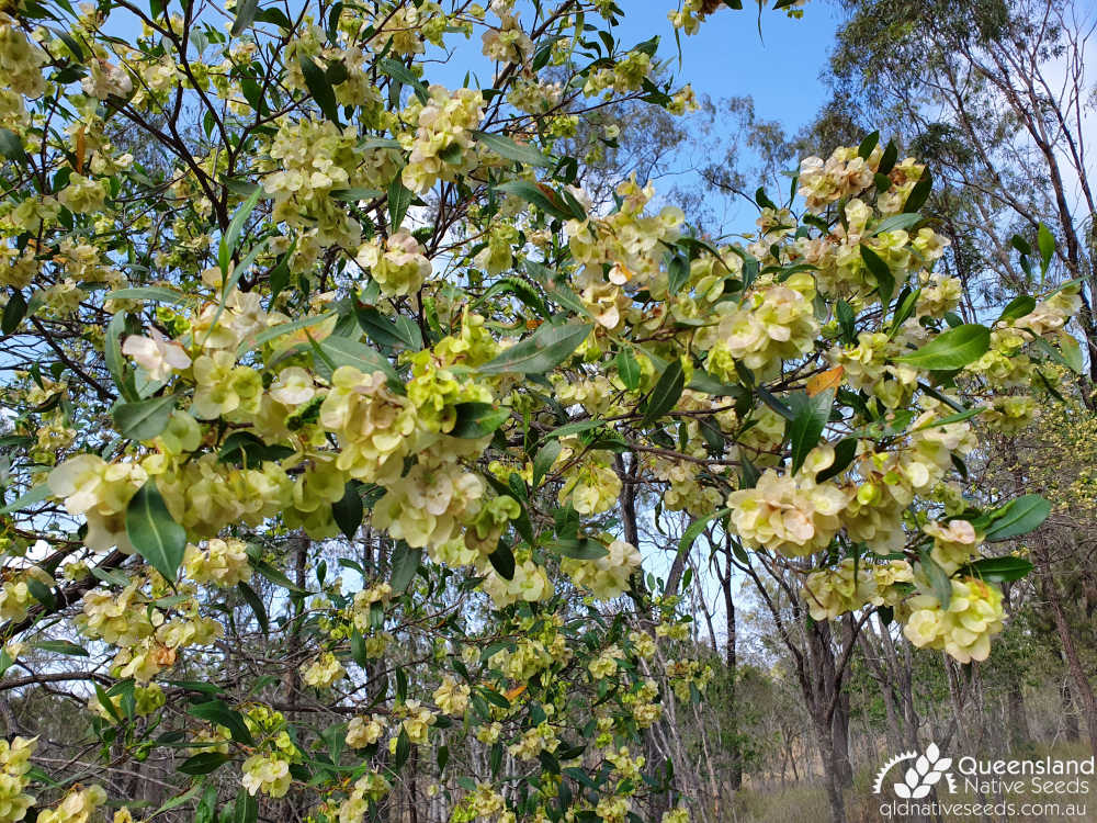 Dodonaea viscosa subsp. burmanniana | bract, leaf | Queensland Native Seeds