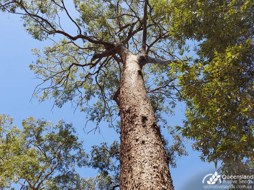 Corymbia trachyphloia | trunk, canopy | Queensland Native Seeds