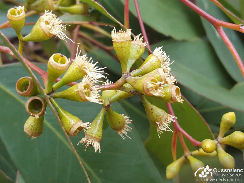 Eucalyptus melanoleuca | inflorescence, fruit | Queensland Native Seeds