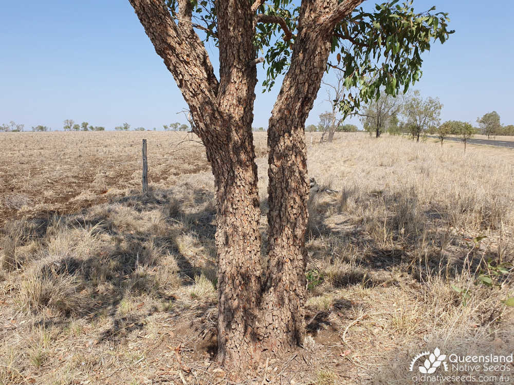 Corymbia erythrophloia | trunk | Queensland Native Seeds
