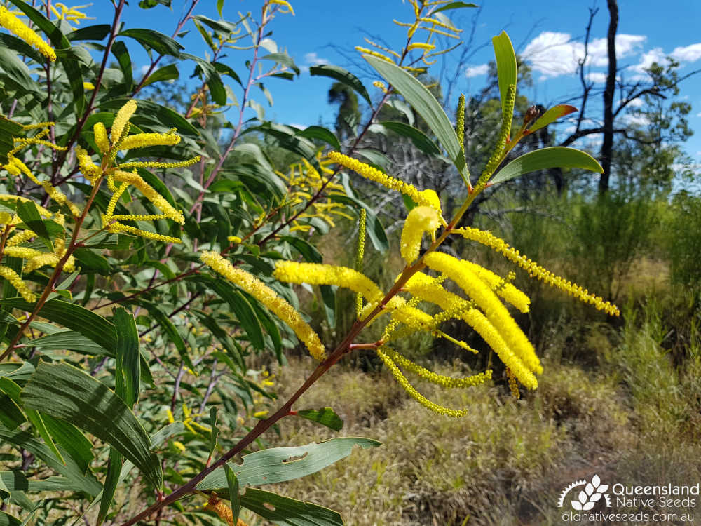 Acacia crassa subsp. crassa | flowers, phyllodes | Queensland Native Seeds