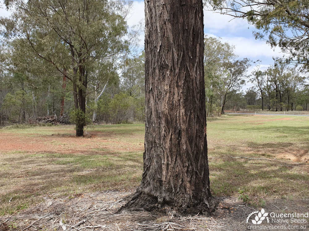Eucalyptus crebra | trunk | Queensland Native Seeds