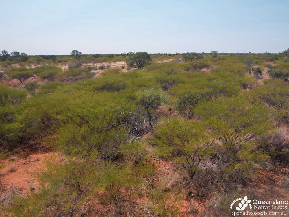 Acacia chisholmii | habit, habitat | Queensland Native Seeds