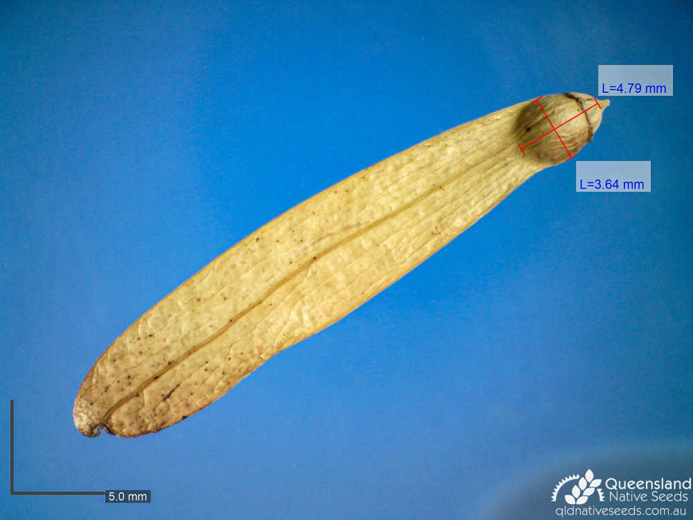 Ventilago viminalis | 2 | Queensland Native Seeds