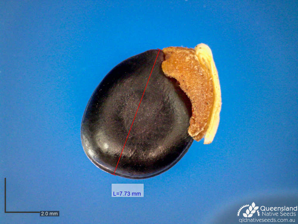Acacia oswaldii | microscope | Queensland Native Seeds