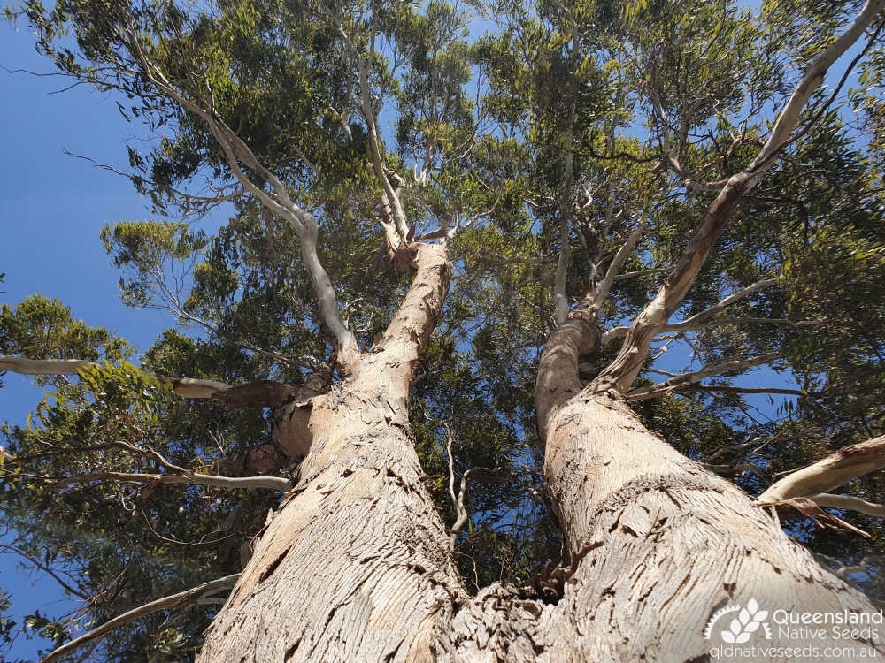 Eucalyptus melliodora | trunk, canopy | Queensland Native Seeds