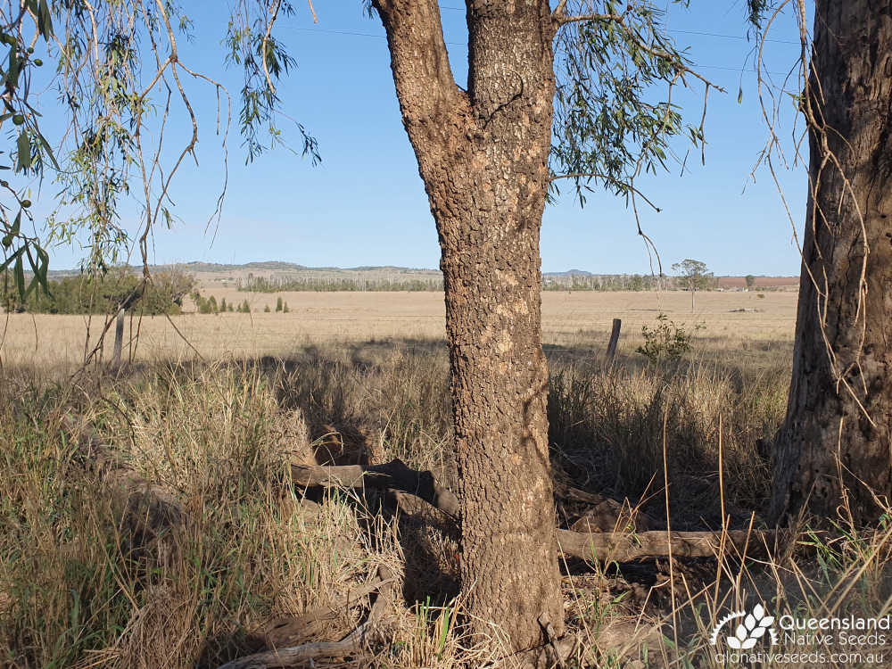 Pittosporum angustifolium | trunk | Queensland Native Seeds