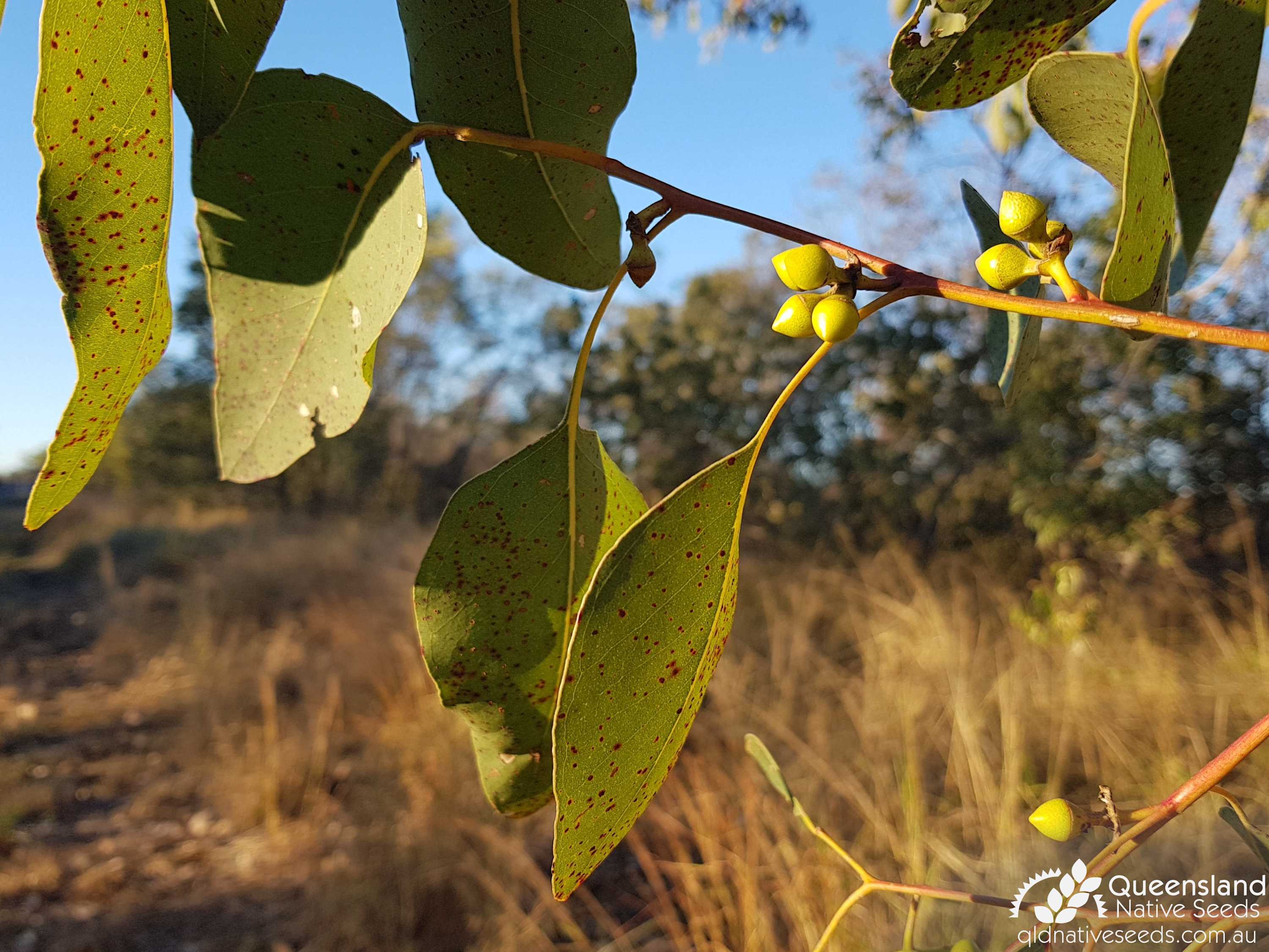 Eucalyptus platyphylla "White Gum" - Plant Profiles - Queensland Native ...