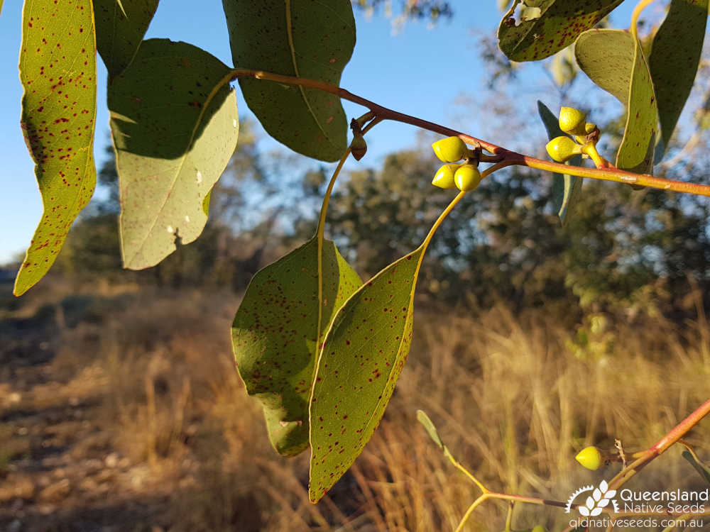 Eucalyptus platyphylla | inflorescence bud | Queensland Native Seeds