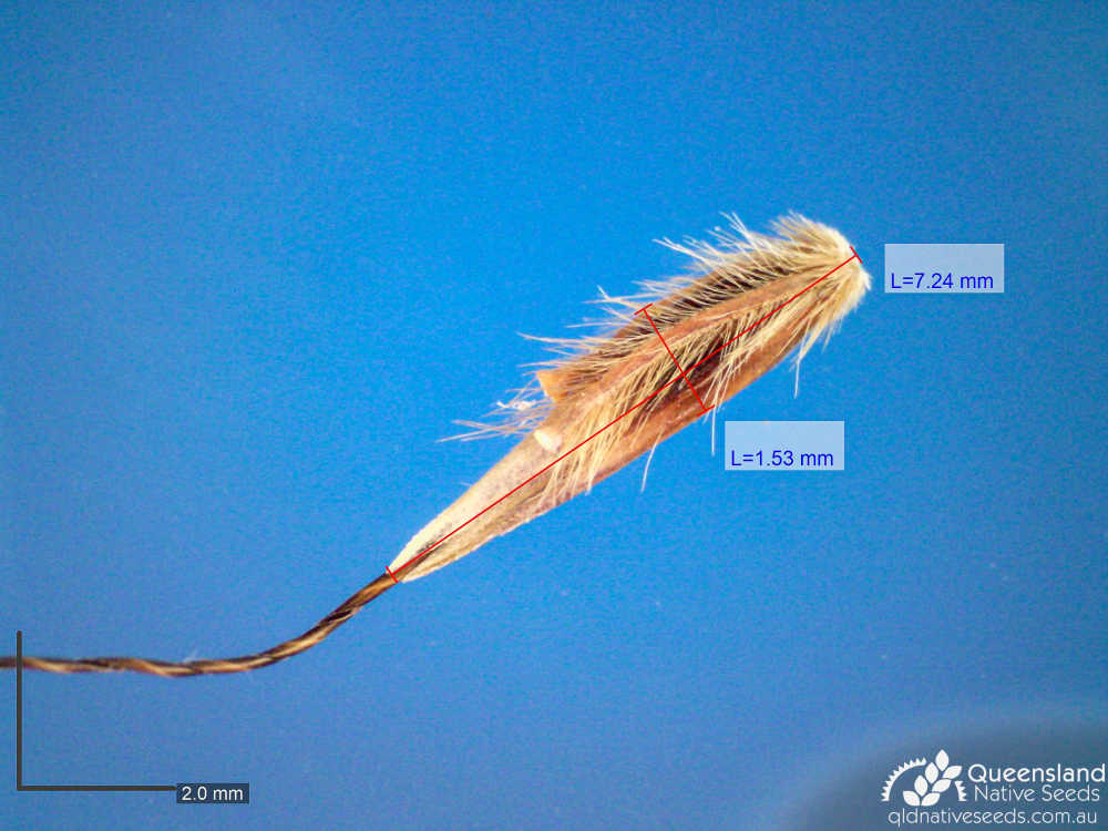 Sarga leiocladum | microscope | Queensland Native Seeds