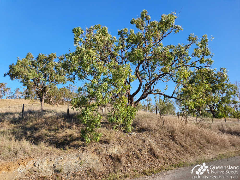 Corymbia erythrophloia | habit | Queensland Native Seeds