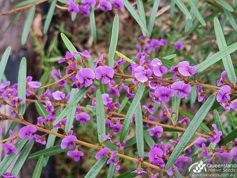 Hovea lorata | leaves, inflorescences | Queensland Native Seeds