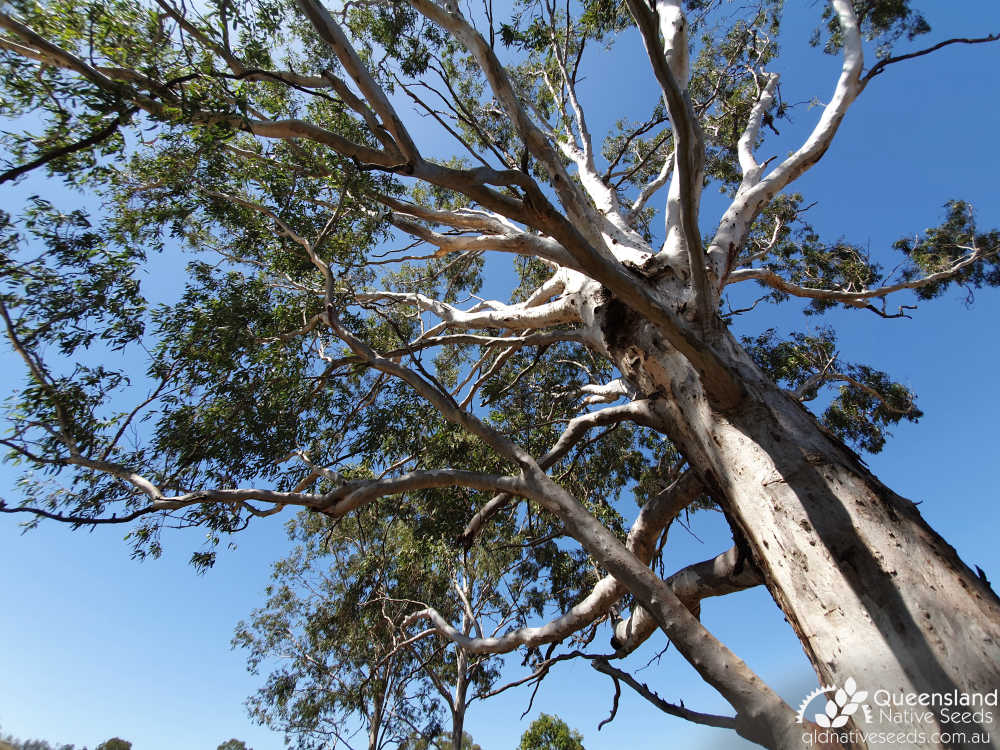 Eucalyptus longirostrata | upper trunk | Queensland Native Seeds