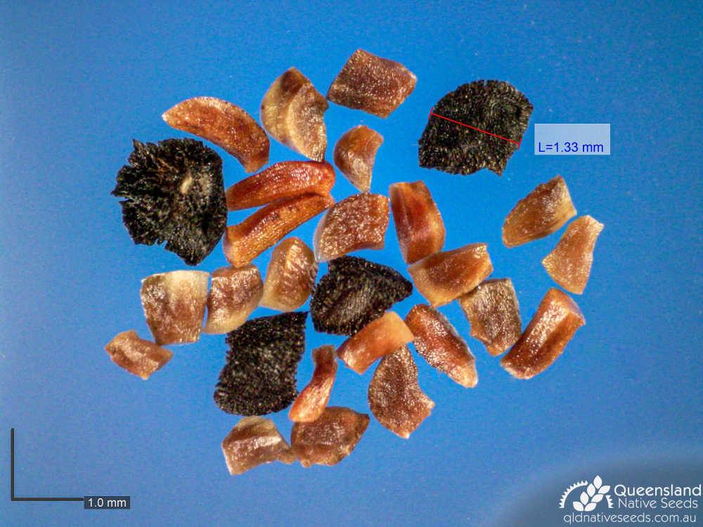 Eucalyptus longirostrata | microscope seed | Queensland Native Seeds