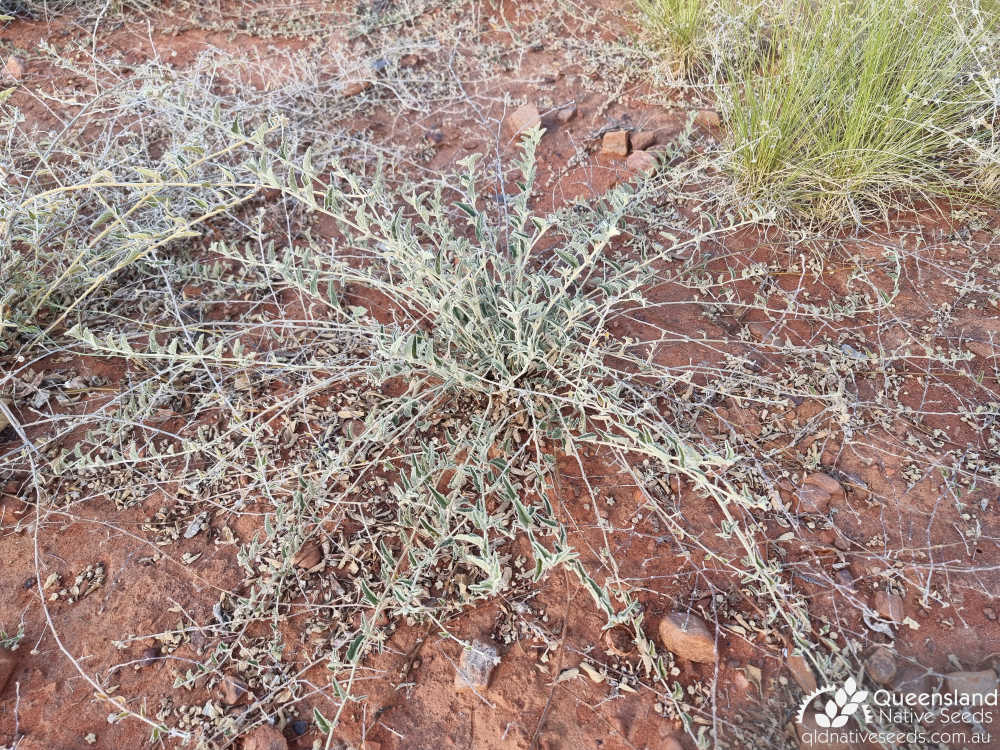Sida fibulifera | habit | Queensland Native Seeds