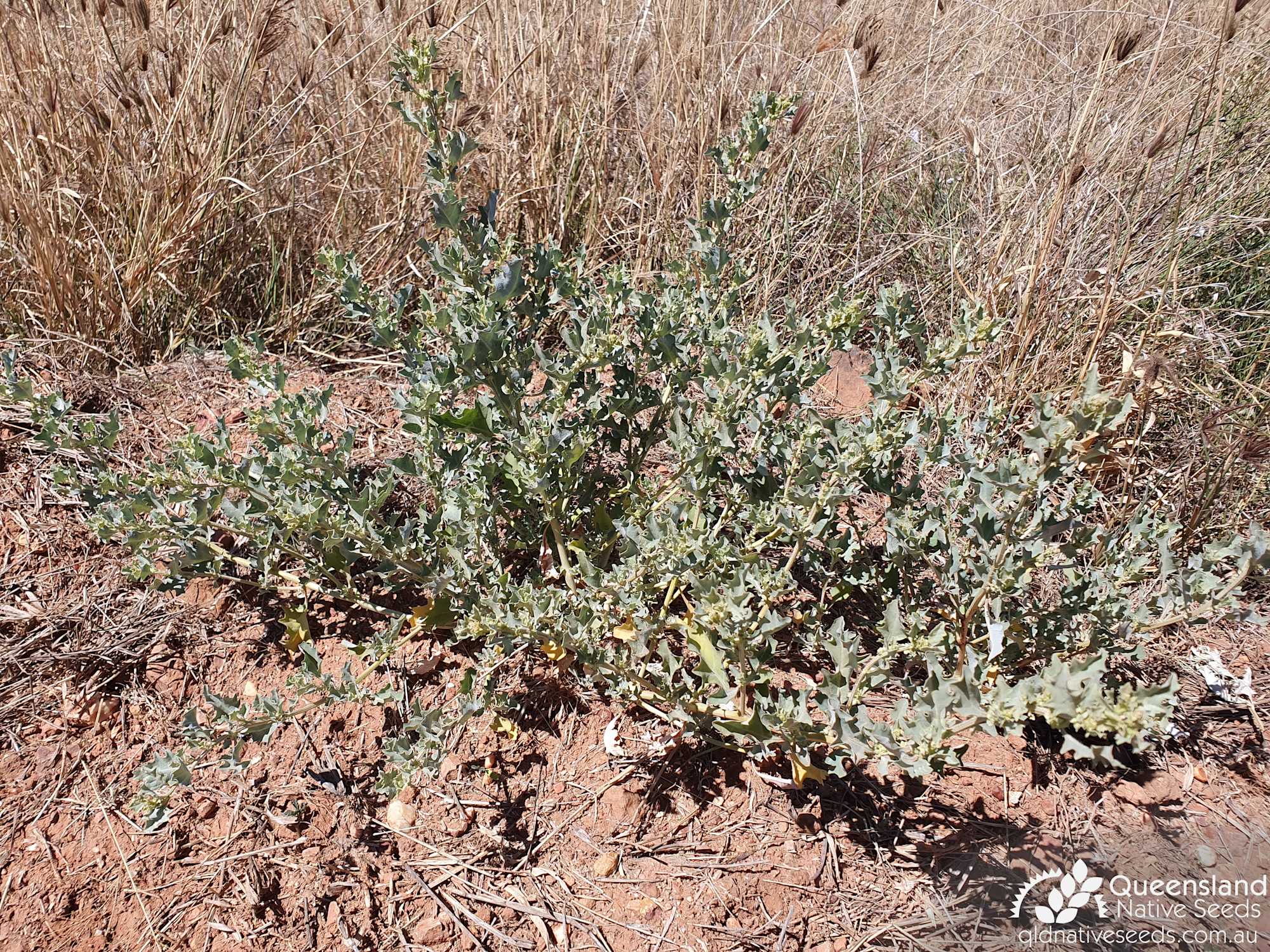 Atriplex muelleri 