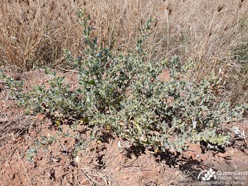 Atriplex muelleri 