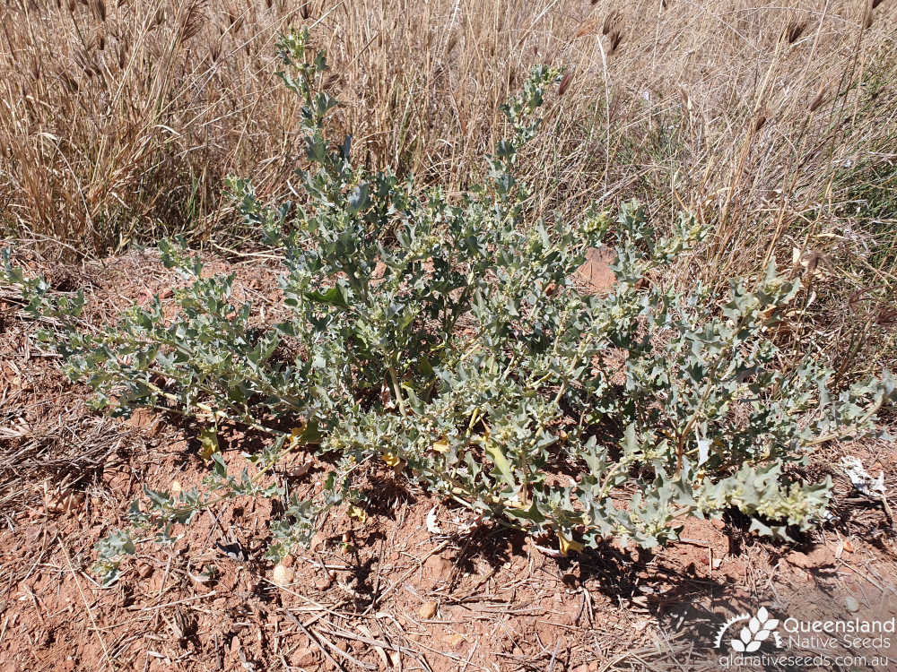 Atriplex muelleri | habit | Queensland Native Seeds