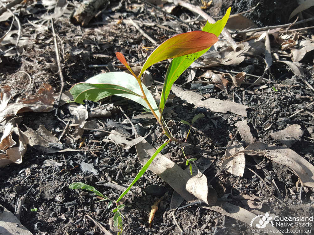 Acacia falcata | seedling | Queensland Native Seeds