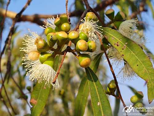 Corymbia tessellaris
