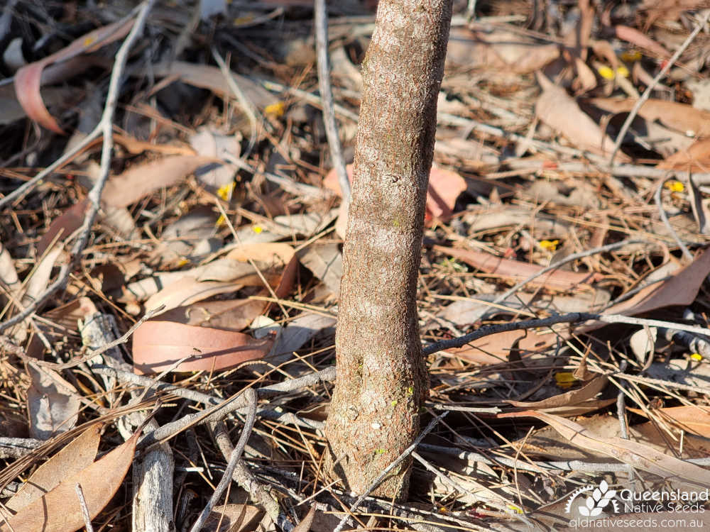 Podolobium ilicifolium | base | Queensland Native Seeds