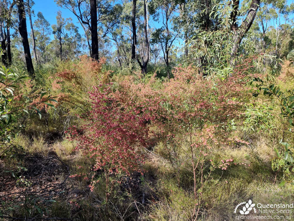 Dodonaea peduncularis | habit, habitat | Queensland Native Seeds
