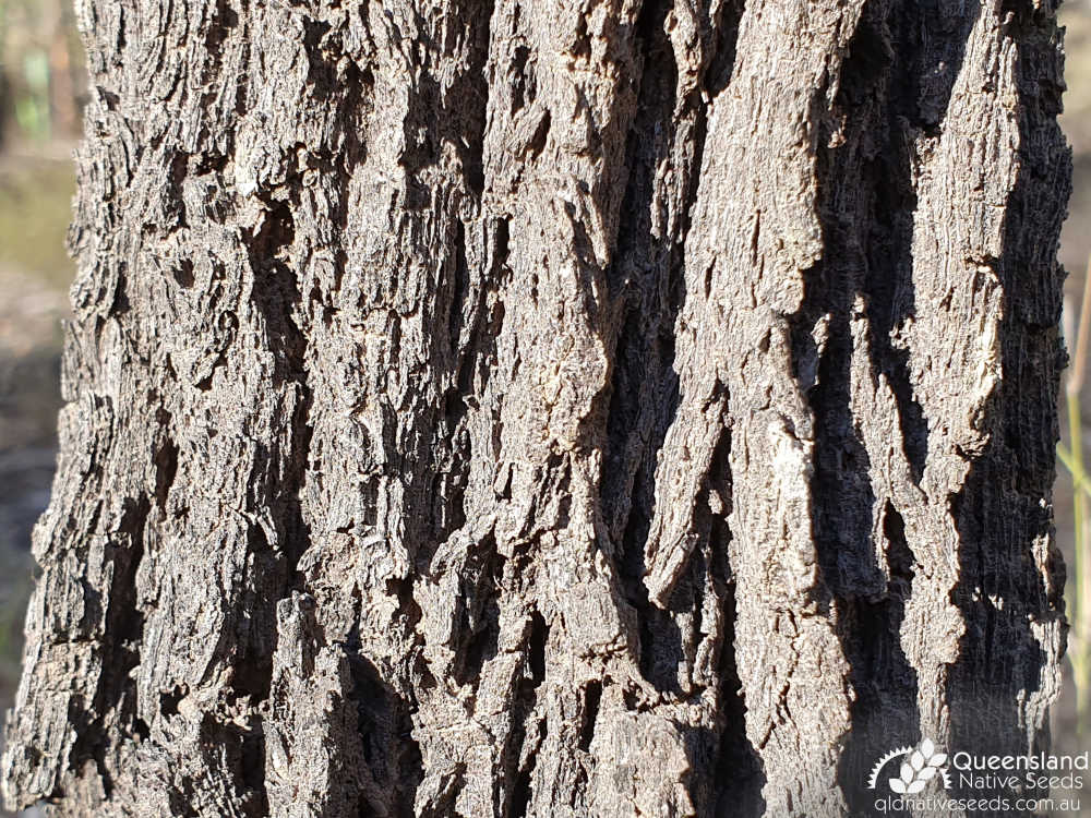 Allocasuarina littoralis | bark | Queensland Native Seeds