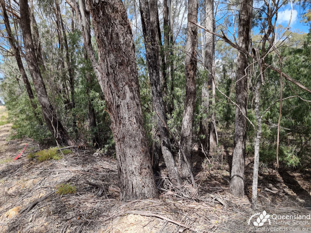 Eucalyptus pilligaensis | trunk | Queensland Native Seeds