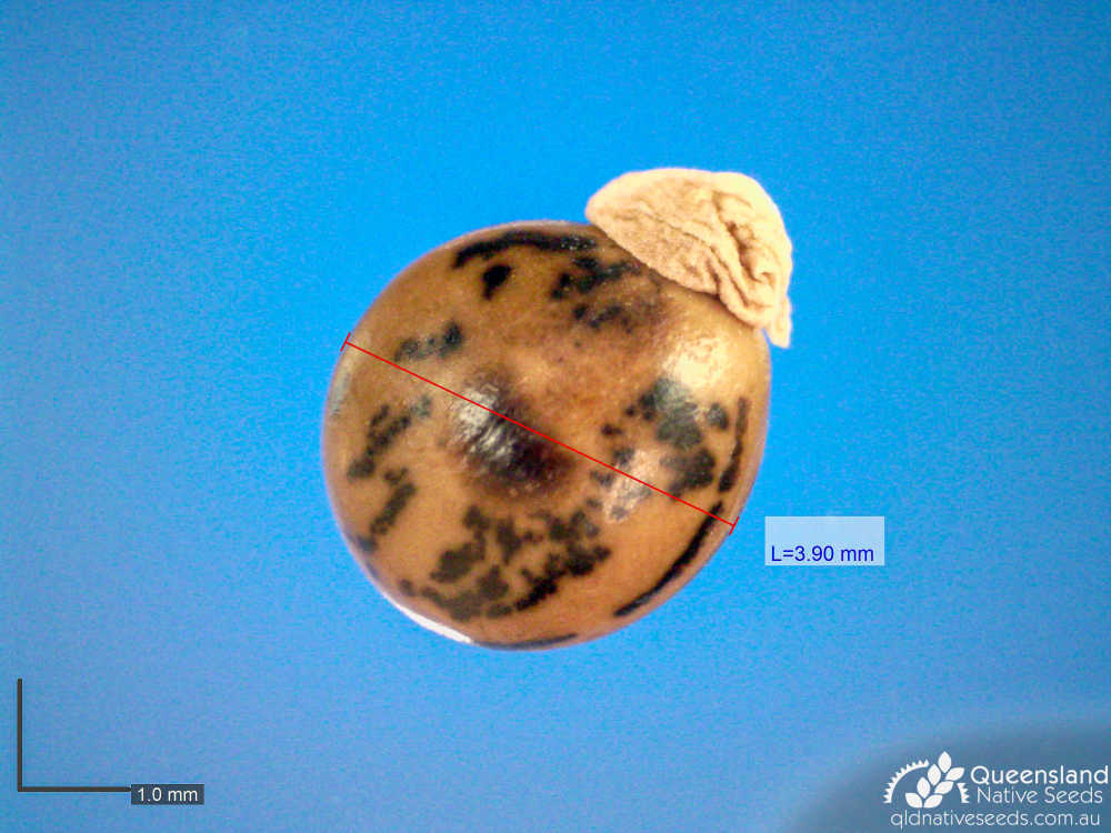Acacia victoriae | microscope | Queensland Native Seeds