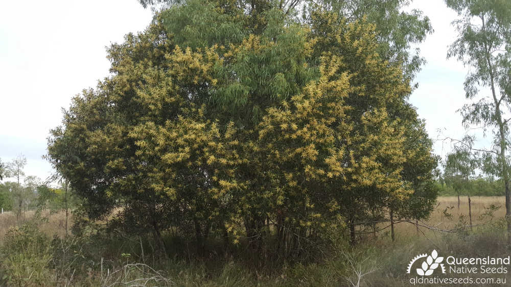 Acacia maidenii | habit | Queensland Native Seeds