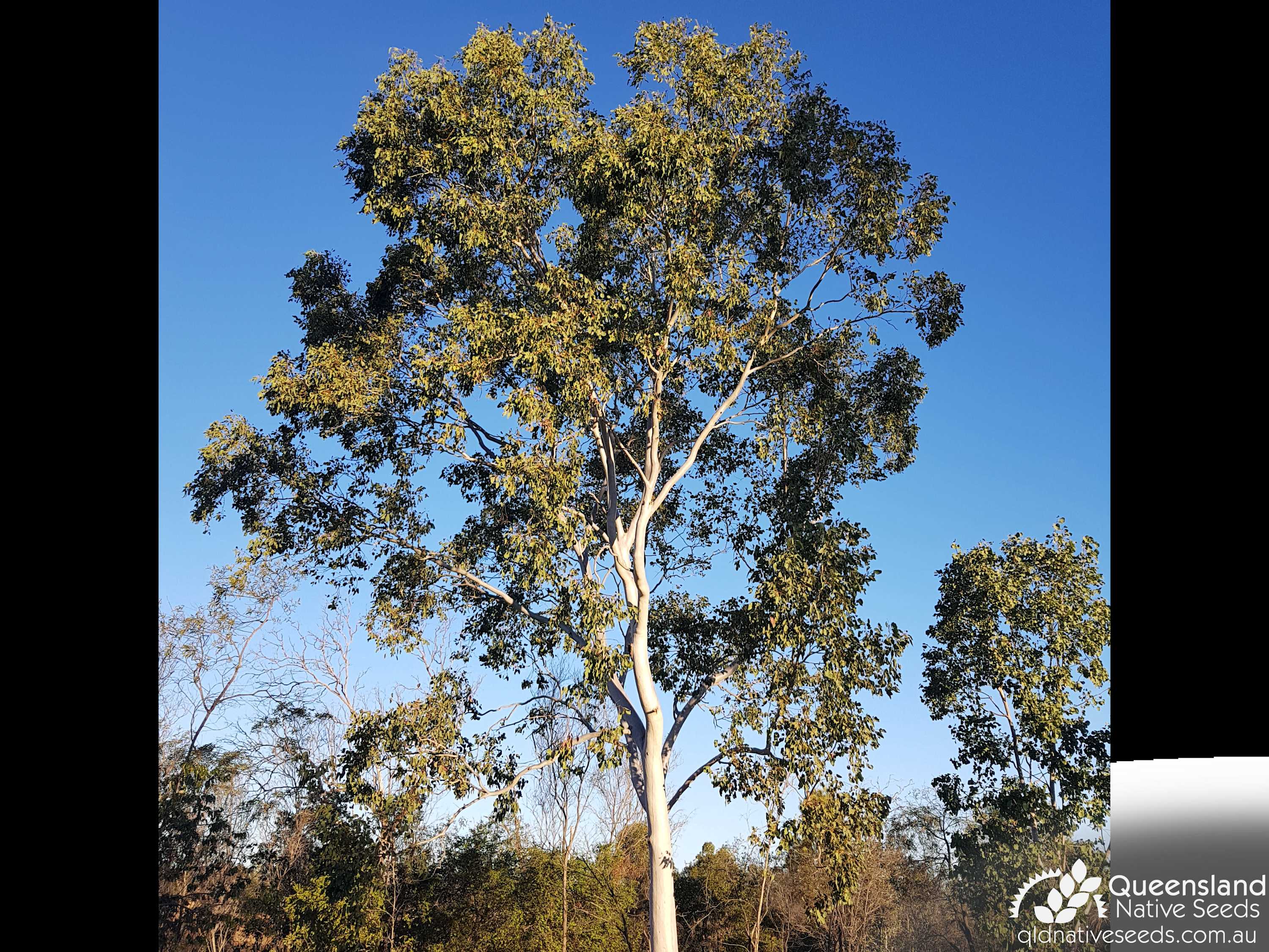 Eucalyptus platyphylla "White Gum" - Plant Profiles - Queensland Native ...