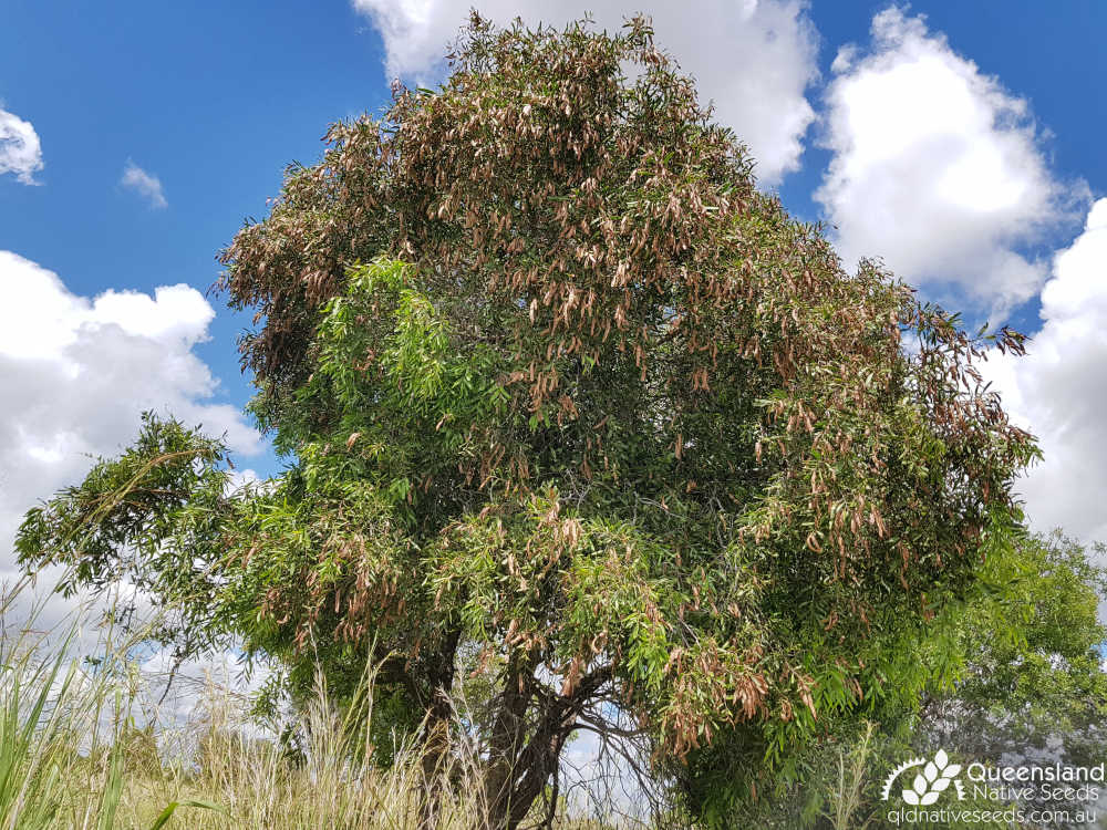 Acacia fasciculifera | fruit, habit | Queensland Native Seeds