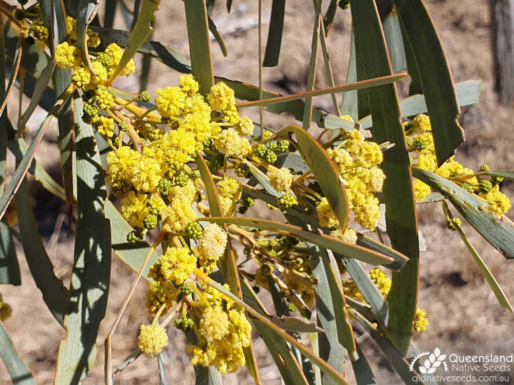 Acacia harpophylla | raceme | Queensland Native Seeds