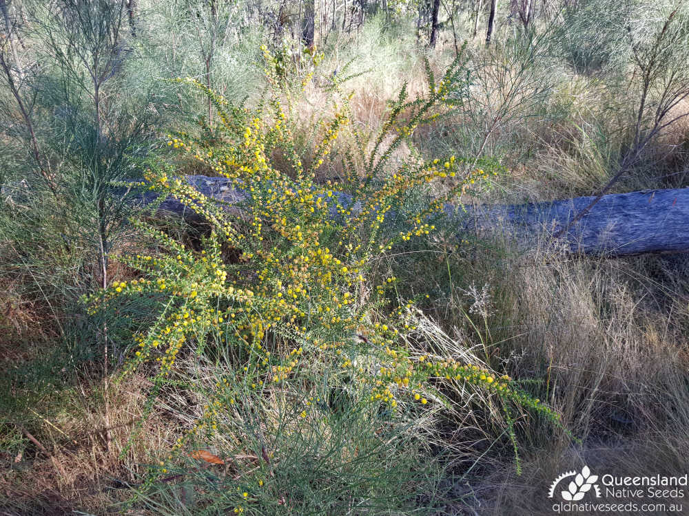 Acacia amblygona | habitat, habit | Queensland Native Seeds