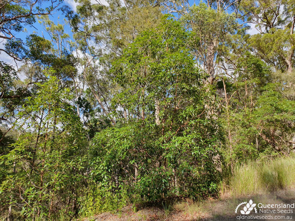 Lophostemon confertus | juvenile forms to 4m in Eucalyptus Tall Open Forest | Queensland Native Seeds