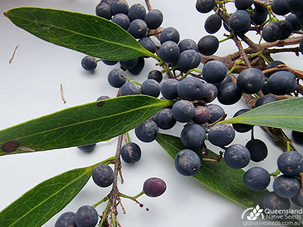 Notelaea microcarpa | leaves, fruit | Queensland Native Seeds