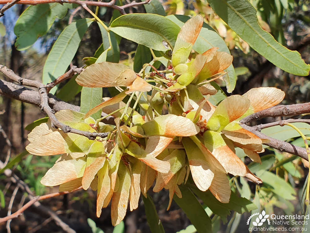 Atalaya hemiglauca | ripening fruit (samaras') | Queensland Native Seeds