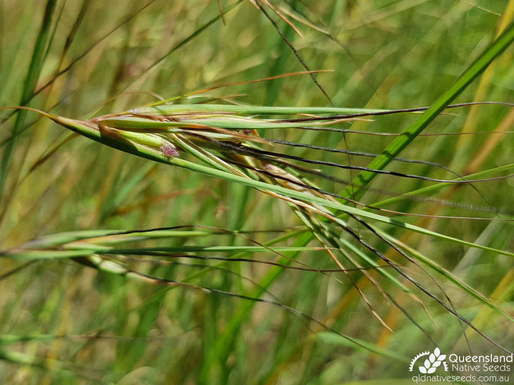 Themeda triandra | floret | Queensland Native Seeds