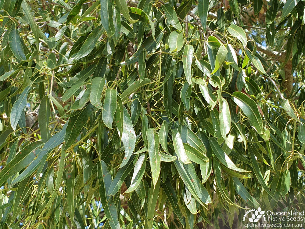 Brachychiton rupestris | leaves | Queensland Native Seeds