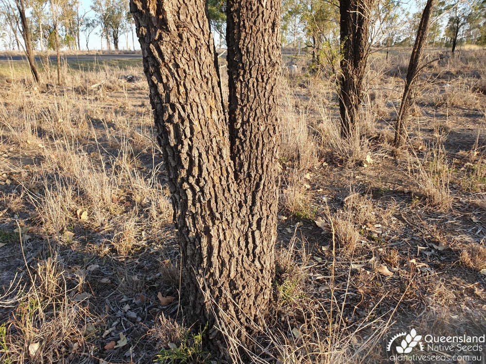 Eremophila mitchellii | trunk | Queensland Native Seeds