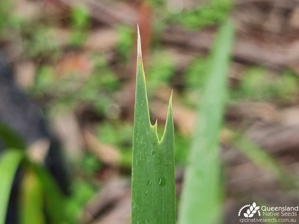 Lomandra longifolia | leaf apex | Queensland Native Seeds