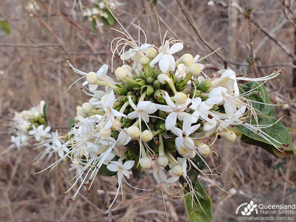 Clerodendrum floribundum | inflorescence | Queensland Native Seeds