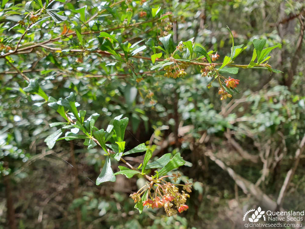 Dodonaea viscosa subsp. cuneata | inflorescence, leaves | Queensland Native Seeds