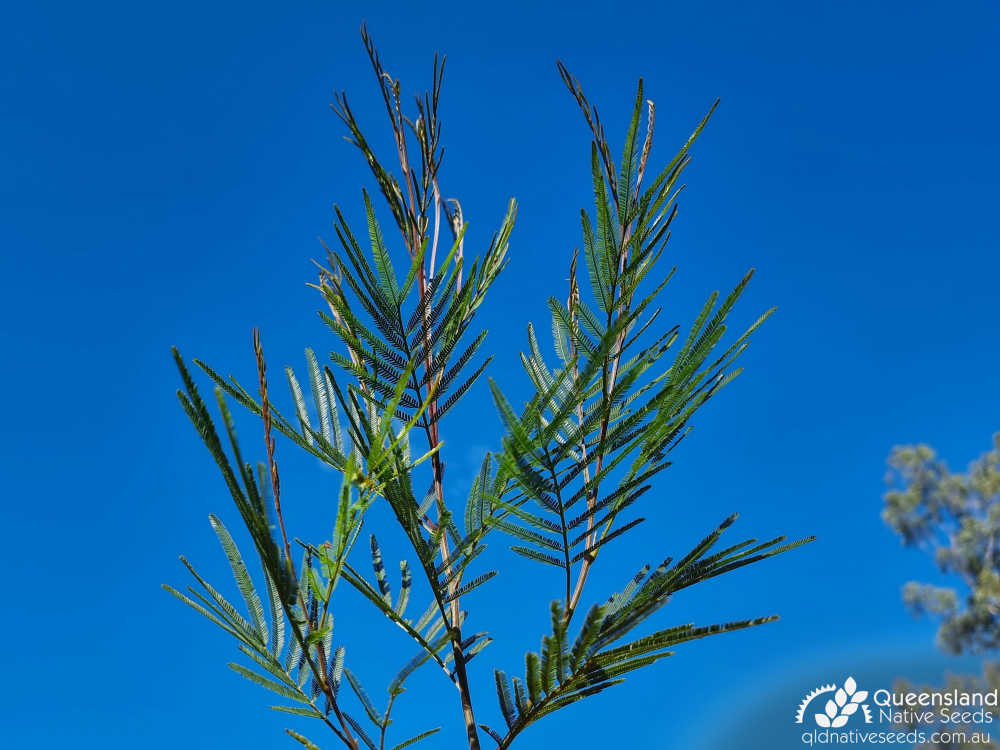 Acacia pedleyi | terminal growth | Queensland Native Seeds