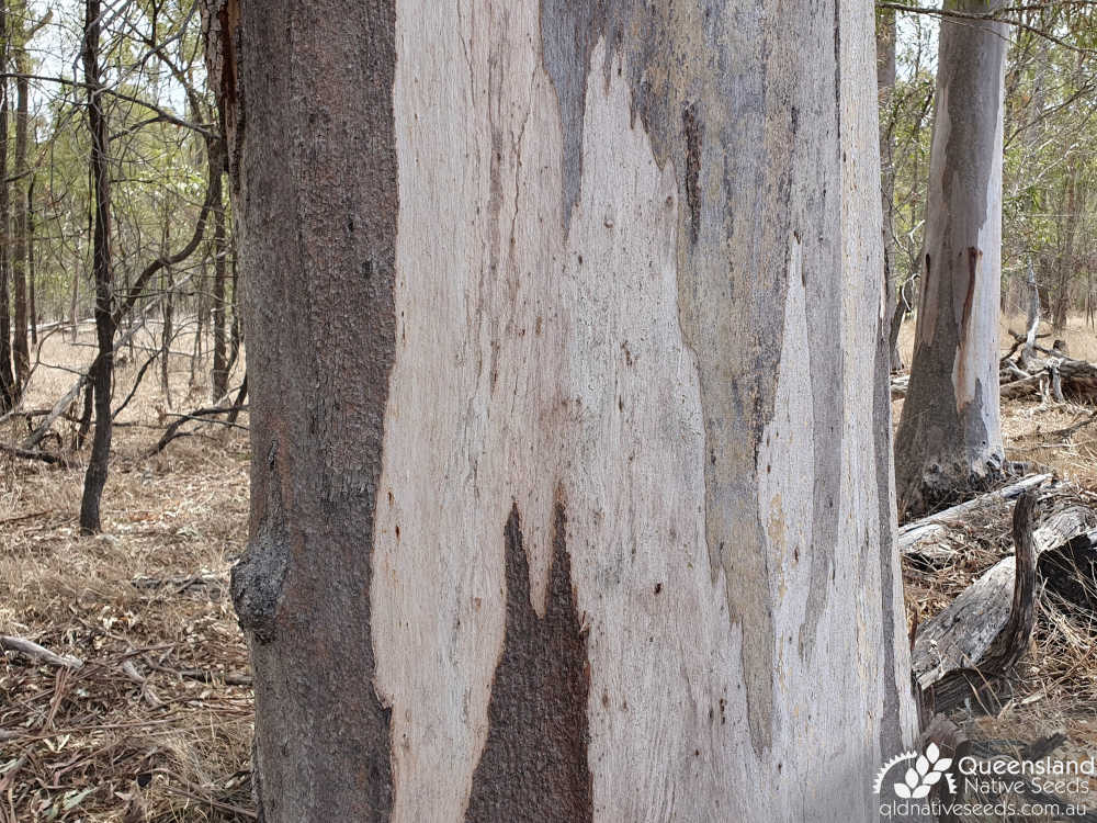 Eucalyptus longirostrata | bark | Queensland Native Seeds