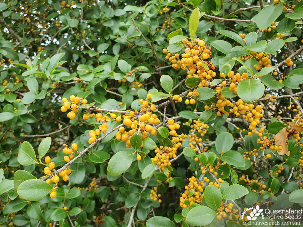 Denhamia bilocularis | fruit | Queensland Native Seeds