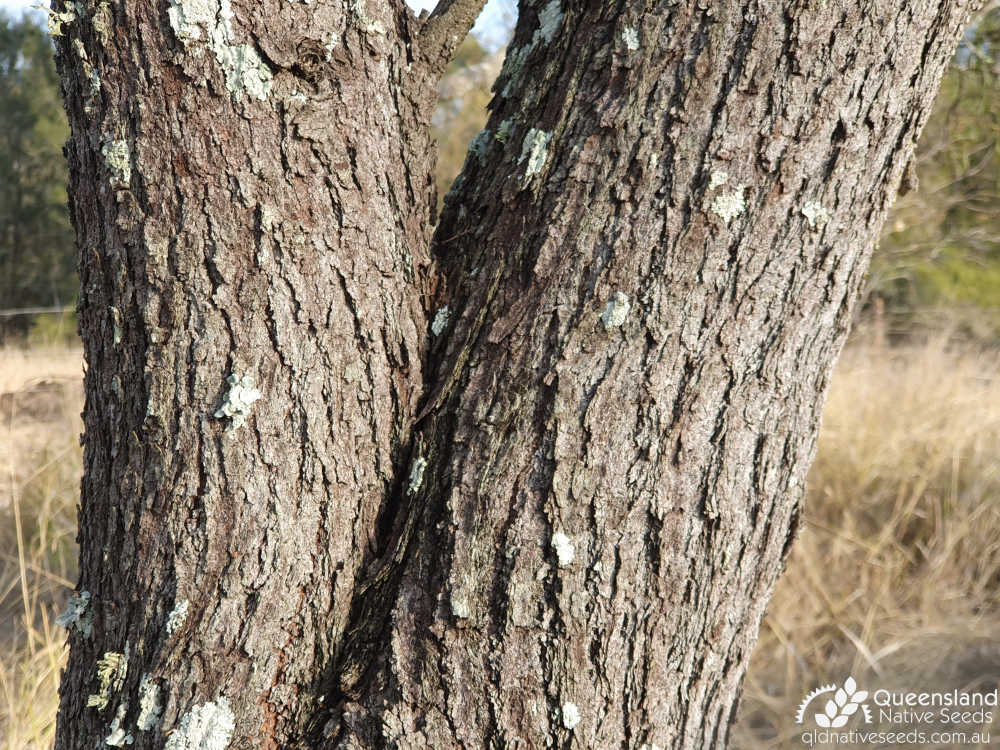 Acacia salicina | bark | Queensland Native Seeds